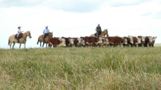 Este último Censo General Agropecuario tiene como antecedente uno de 2011 Este último Censo General Agropecuario tiene como antecedente uno de 2011