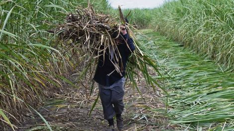 Los precios establecidos para los predios explotados por cañeros se ubican entre US$ 3.900 y US$ 4.500 por hectárea