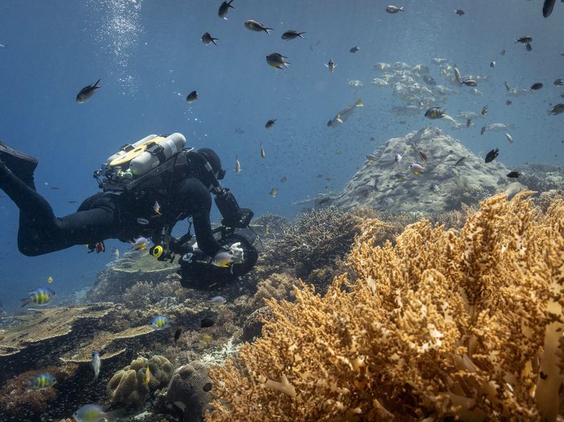 National Geographic y Disney+ estrenan el documental ‘Océanos’, con David Attenborough