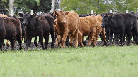 El clima favorable, así como la acumulación de conocimiento, y estrategias de manejo, permitieron alcanzar “muy buenos resultados”, según Quintans
