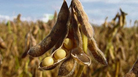 El precio de la soja en Uruguay se ubicó por debajo de US$ 400 por tonelada