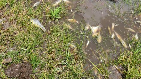 A fines de enero productores encontraron cantidad de peces muertos en una cañada en Tacuarembó