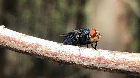 Hay dudas sobre la efectividad de las moscas estériles que ofrece el Instituto de Sanidad y Calidad Agropecuaria Mendoza (Iscamen)