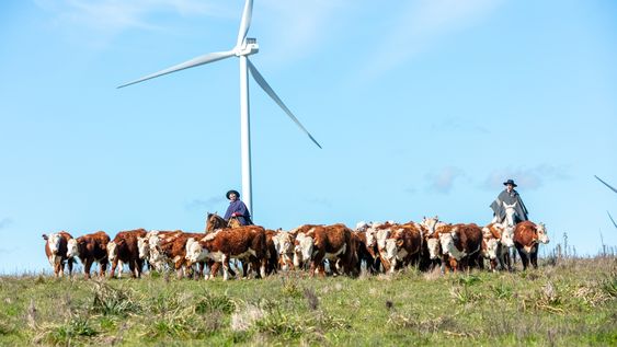 La reconversión energética de Uruguay es un logro de primera magnitud. Nos ha convertido en ese aspecto en la Dinamarca del hemisferio sur. Nos deja bien en cualquier conversación social o comercial con un extranjero. Podemos ser energéticamente intensivos sin aumentar emisiones, y el país se ahorra millones de dólares usando los gratuitos vientos y el libre sol en vez de comprar crudo a alguno de los tantos tiranos del mundo que sostienen sus autoritarismos perforando la Tierra y sacando el líquido negro y viscoso.Es bastante evidente que las energías limpias son mejores que las sucias. Y aunque se las acusa de ser poco estables, porque a veces está nublado y a veces no sopla el viento, y el cómo acumular estas energías es todavía un desafío técnico, esos problemas son relativos. Depender del precio del petróleo, tan impredecible por definición, no es una buena estrategia. Un misil disparado por cualquiera de los bandos en disputa hace subir los costos de producción de una forma inexorable.Hasta ahí todo va bien. Pero a la hora de los costos, la mochila de la electricidad se mantiene con su peso sobre los hogares y las empresas. Es cierto que ha sido una política de Estado que suba cada año menos que la inflación, pero también lo es que en la comparación regional la brecha no logra achicarse. De acuerdo con los datos de SEG Ingeniería, el megavatio industrial tuvo en agosto un precio de US$ 141, contra US$ 115 de Brasil, US$ 96 de Argentina y despegado Paraguay, con US$ 39. Solo Chile es más caro: a US$ 174 (ver cuadro).En los hogares, la comparación regional nos deja últimos. Los hogares uruguayos pagan US$ 269 por megavatio, frente a US$ 258 de Chile, US$ 203 de Brasil y, despegados, Argentina US$ 112 y Paraguay US$ 68. Tomemos a Paraguay como un caso excepcional, por contar con una gran represa, como Yaciretá, y por ser un país de bajos impuestos y bajos servicios estatales. La paridad con Argentina y Brasil debería ser un objetivo. Competir en igualdad de condiciones y dar a los hogares la prestación de la electricidad al mismo precio de los vecinos. Más allá de que la paridad haría honor al espíritu de la integración regional, sería una demostración más trascendente de que salirse de las energías sucias es posible, sin incrementar los costos a los usuarios. Que ser “verde” no significa ser más caro. Que la sostenibilidad ambiental es compatible, o aun sinérgica con la sostenibilidad económica.Y si eso no pasa, no es porque la energía renovable no sea competitiva frente a la generación eléctrica a partir de petróleo o carbón. Las tarifas son altas por la gran cantidad de dinero que UTE vuelca a las arcas del Estado. Ese es el primer gran logro que por ahora da frutos pequeños. Al menos para los usuarios. Para el Estado, en el primer semestre de este año el ente estatal significó una ganancia de US$ 170 millones. Un proceso gradual de baja de tarifas y moderación de las ganancias probablemente reportaría al Estado más ingresos por impuestos a la renta pagos por las empresas, y más IVA aportado por usuarios que gastarían algo menos en sus tarifas eléctricas y algo más en otros bienes, que probablemente podrían dinamizar la economía. Esto podría redundar, por ejemplo, en más inversiones en aquellos sectores que tienen un uso intenso de energía, como tambos y productores arroceros. Y sería un engranaje clave en la adopción del riego. Pero, de nuevo, lo principal es que demostraría la superioridad de energías limpias y modernas ante las fósiles, que deben quedar obsoletas.En este período de gobierno hay una apuesta fuerte a convertir a Uruguay en un país con inflación del primer mundo. Tengo la impresión de que la meta ya alcanzada de 4,5% será solo una escala antes de ir a objetivos más ambiciosos, probablemente más cerca del 3,5%. Si el precio del petróleo se mantiene estable y no hay una disrupción climática que dispare el precio de los productos volátiles, como frutas y verduras, con este dólar planchado en $ 40 es una meta alcanzable. Como en el caso de la energía, puede ser algo que nos deje muy bien conversando con extranjeros al contarles que nuestra inflación es menor a 4%, pero para el sector agropecuario será otro gran logro de frutos pequeños. Eso no tiene por qué ser así. En particular, en el proceso macroeconómico de Uruguay, en el que tan destacable es bajar la inflación. Como en el logro energético, si la exportación no gana al menos el beneficio de la flexibilidad cambiaria, será una victoria pírrica, en la que no habrá mucho para festejar. Sin embargo, si la lógica del tipo de cambio pasa a ser la de Australia y Nueva Zelanda, donde la moneda incorpora las señales positivas o negativas de las materias primas para amortiguarlas, será un gran logro.Tanto en Australia como en Nueva Zelanda, el valor de la moneda se adapta a las circunstancias. Cuando para los productores y la economía la perspectiva es oscura, y de menor venta, el tipo de cambio se deprecia. Simplificadamente, en aquellos países el valor de la moneda actúa como un premio natural, que amortigua los malos tiempos, para valorizarse luego, cuando hay buen precio o buena producción, y a través del tipo de cambio. La reconversión energética de Uruguay es un logro de primera magnitud. Nos ha convertido en ese aspecto en la Dinamarca del hemisferio sur. Nos deja bien en cualquier conversación social o comercial con un extranjero. Podemos ser energéticamente intensivos sin aumentar emisiones, y el país se ahorra millones de dólares usando los gratuitos vientos y el libre sol en vez de comprar crudo a alguno de los tantos tiranos del mundo que sostienen sus autoritarismos perforando la Tierra y sacando el líquido negro y viscoso.Es bastante evidente que las energías limpias son mejores que las sucias. Y aunque se las acusa de ser poco estables, porque a veces está nublado y a veces no sopla el viento, y el cómo acumular estas energías es todavía un desafío técnico, esos problemas son relativos. Depender del precio del petróleo, tan impredecible por definición, no es una buena estrategia. Un misil disparado por cualquiera de los bandos en disputa hace subir los costos de producción de una forma inexorable.Hasta ahí todo va bien. Pero a la hora de los costos, la mochila de la electricidad se mantiene con su peso sobre los hogares y las empresas. Es cierto que ha sido una política de Estado que suba cada año menos que la inflación, pero también lo es que en la comparación regional la brecha no logra achicarse. De acuerdo con los datos de SEG Ingeniería, el megavatio industrial tuvo en agosto un precio de US$ 141, contra US$ 115 de Brasil, US$ 96 de Argentina y despegado Paraguay, con US$ 39. Solo Chile es más caro: a US$ 174 (ver cuadro).En los hogares, la comparación regional nos deja últimos. Los hogares uruguayos pagan US$ 269 por megavatio, frente a US$ 258 de Chile, US$ 203 de Brasil y, despegados, Argentina US$ 112 y Paraguay US$ 68. Tomemos a Paraguay como un caso excepcional, por contar con una gran represa, como Yaciretá, y por ser un país de bajos impuestos y bajos servicios estatales. La paridad con Argentina y Brasil debería ser un objetivo. Competir en igualdad de condiciones y dar a los hogares la prestación de la electricidad al mismo precio de los vecinos. Más allá de que la paridad haría honor al espíritu de la integración regional, sería una demostración más trascendente de que salirse de las energías sucias es posible, sin incrementar los costos a los usuarios. Que ser “verde” no significa ser más caro. Que la sostenibilidad ambiental es compatible, o aun sinérgica con la sostenibilidad económica.Y si eso no pasa, no es porque la energía renovable no sea competitiva frente a la generación eléctrica a partir de petróleo o carbón. Las tarifas son altas por la gran cantidad de dinero que UTE vuelca a las arcas del Estado. Ese es el primer gran logro que por ahora da frutos pequeños. Al menos para los usuarios. Para el Estado, en el primer semestre de este año el ente estatal significó una ganancia de US$ 170 millones. Un proceso gradual de baja de tarifas y moderación de las ganancias probablemente reportaría al Estado más ingresos por impuestos a la renta pagos por las empresas, y más IVA aportado por usuarios que gastarían algo menos en sus tarifas eléctricas y algo más en otros bienes, que probablemente podrían dinamizar la economía. Esto podría redundar, por ejemplo, en más inversiones en aquellos sectores que tienen un uso intenso de energía, como tambos y productores arroceros. Y sería un engranaje clave en la adopción del riego. Pero, de nuevo, lo principal es que demostraría la superioridad de energías limpias y modernas ante las fósiles, que deben quedar obsoletas.En este período de gobierno hay una apuesta fuerte a convertir a Uruguay en un país con inflación del primer mundo. Tengo la impresión de que la meta ya alcanzada de 4,5% será solo una escala antes de ir a objetivos más ambiciosos, probablemente más cerca del 3,5%. Si el precio del petróleo se mantiene estable y no hay una disrupción climática que dispare el precio de los productos volátiles, como frutas y verduras, con este dólar planchado en $ 40 es una meta alcanzable. Como en el caso de la energía, puede ser algo que nos deje muy bien conversando con extranjeros al contarles que nuestra inflación es menor a 4%, pero para el sector agropecuario será otro gran logro de frutos pequeños. Eso no tiene por qué ser así. En particular, en el proceso macroeconómico de Uruguay, en el que tan destacable es bajar la inflación. Como en el logro energético, si la exportación no gana al menos el beneficio de la flexibilidad cambiaria, será una victoria pírrica, en la que no habrá mucho para festejar. Sin embargo, si la lógica del tipo de cambio pasa a ser la de Australia y Nueva Zelanda, donde la moneda incorpora las señales positivas o negativas de las materias primas para amortiguarlas, será un gran logro.Tanto en Australia como en Nueva Zelanda, el valor de la moneda se adapta a las circunstancias. Cuando para los productores y la economía la perspectiva es oscura, y de menor venta, el tipo de cambio se deprecia. Simplificadamente, en aquellos países el valor de la moneda actúa como un premio natural, que amortigua los malos tiempos, para valorizarse luego, cuando hay buen precio o buena producción, y a través del tipo de cambio.