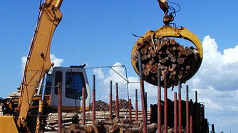 Los precios del rubro forestación y extracción de madera fueron los que más bajaron en mayo