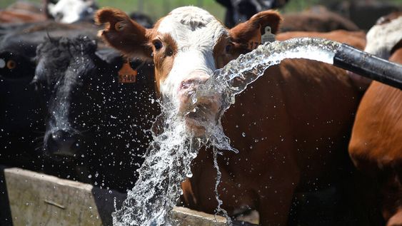 imagen de El gobierno define apoyos ante la sequía y debate qué hacer con el dólar imagen de El gobierno define apoyos ante la sequía y debate qué hacer con el dólar