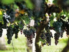 vendimia en uruguay: donde vivir la cosecha este 2026 vendimia en uruguay: donde vivir la cosecha este 2026