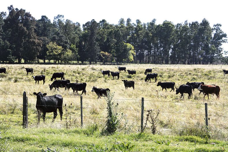 Hay casi 60 millones de vacunos pastoreando en unas 45 millones de hectáreas en los campos del Río de la Plata, según INIA. Foto: Nicolás Der Agopián / Búsqueda
