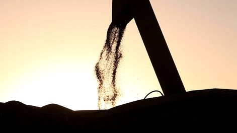 imagen de Cultivos de invierno presentan “buen potencial” y productores definen expansión de maíz y mantener el área destinada a soja