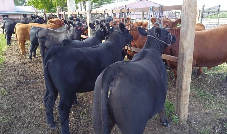 En El Ceibo se están preparando 65 reproductores para la próxima Expo Prado