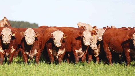 La cabaña de la familia Zerbino ofrece 110 toros de las razas Hereford y Aberdeen Angus en su remate anual, y este año va por su 19° Gran Campeón en la Expo Rural del Prado