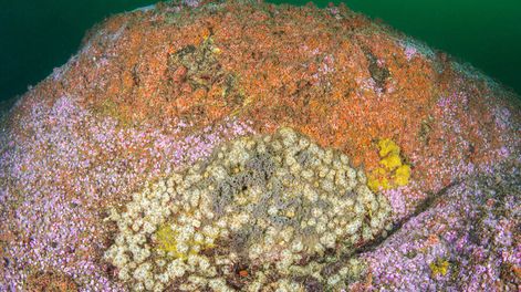 Campos de anémonas en fondo oceánico. Foto: Gentileza Intendencia de Rocha