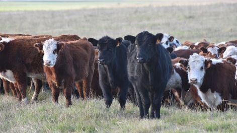 Conexión Ganadera tiene unos 4.500 inversores, 1.500 República Ganadera y 900 Grupo Larrarte