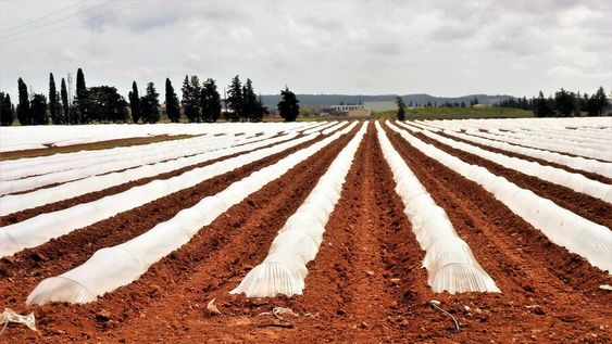 imagen de La recaudación de impuestos en el agro tendrá una “leve” baja y la presión fiscal se mantiene en casi 8%, según informe de Opypa imagen de La recaudación de impuestos en el agro tendrá una “leve” baja y la presión fiscal se mantiene en casi 8%, según informe de Opypa