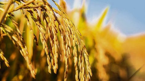En esta zafra se alcanzó un rendimiento récord de 9.577 kilos por hectárea. Foto: Agro de Búsqueda