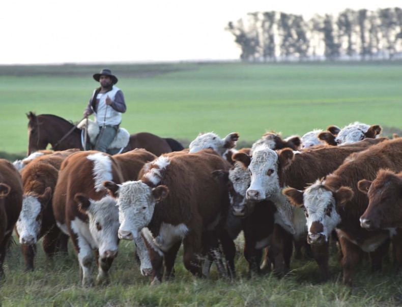 Si a la asignación de alimento se agregaran incentivos públicos para aumentar la producción de forraje y adecuar la carga, se tendrá más producción, ganado mejor terminado y mejores indicadores ambientales