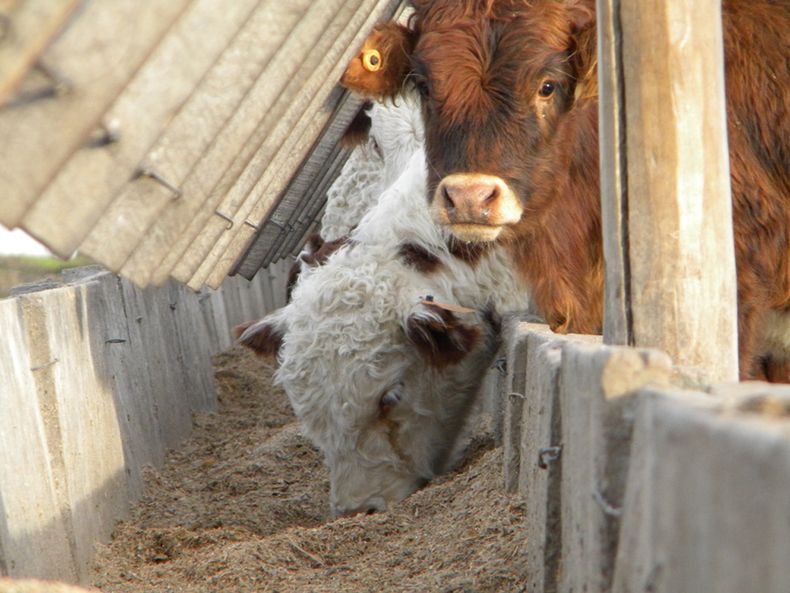 El ejercicio 2023-2024 ha sido contrastante para el feedlot en Uruguay