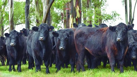 Cada contrato de futuro es por 2.500 kilos de carne de novillo gordo en cuarta balanza