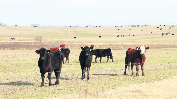 La recaudación de impuestos a la renta del agro bajará 13% este año, respecto al 2019. Foto: Nicolás Der Agopián / Búsqueda La recaudación de impuestos a la renta del agro bajará 13% este año, respecto al 2019. Foto: Nicolás Der Agopián / Búsqueda