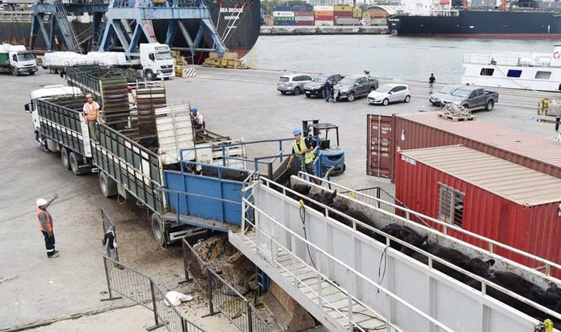 Las exportaciones de vacunos son una vía de comercialización valoradas por los productores ganaderos Las exportaciones de vacunos son una vía de comercialización valoradas por los productores ganaderos