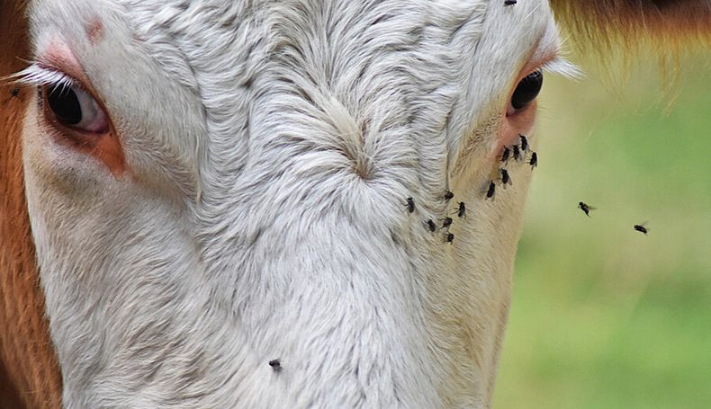 La “mosca de la bichera” causa pérdidas millonarias en el sector ganadero. Foto: Pixabay
