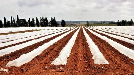 imagen de La recaudación de impuestos en el agro tendrá una “leve” baja y la presión fiscal se mantiene en casi 8%, según informe de Opypa
