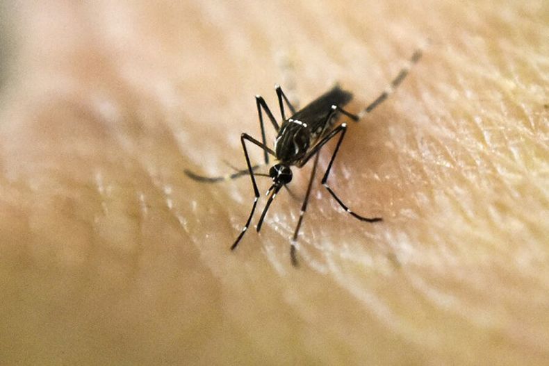 imagen de Ministerio de Salud habilitará a usar “tests rápidos” para poder  detectar dengue; fortalece su laboratorio y prevé “más casos”