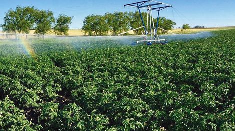 El cultivo de papa es una de las principales actividades productivas en la zona de Rincón del Pino, San José