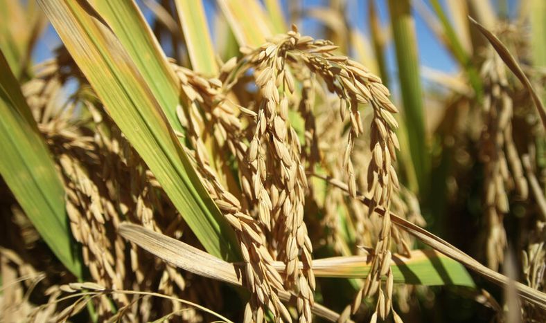 imagen de En 20 años el cultivo arrocero perdió algo más de la mitad de los productores y el 80% de los trabajadores, según Diea