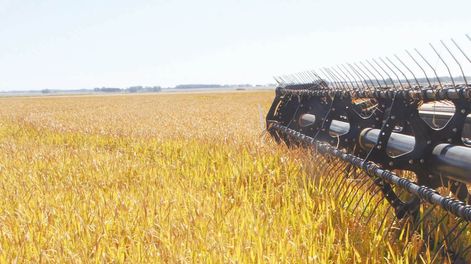 La inversión de Damboriarena Ecosteguy SRL comprende 6.162 hectáreas