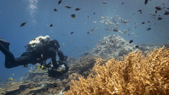 national geographic y disney+ estrenan el documental ?oceanos?, con david attenborough national geographic y disney+ estrenan el documental ?oceanos?, con david attenborough