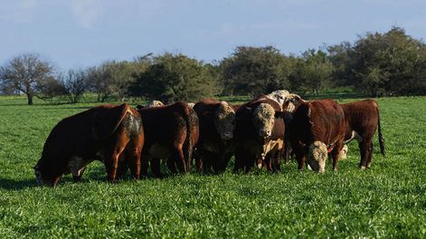 La evaluación genética Hereford tiene más de 12 datos de importancia económica. Foto: Agro de Búsqueda