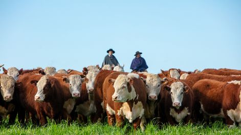 El resultado económico ganadero “debería mejorar” en 2025-2026 si se mantienen el clima y los precios