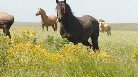 imagen de El caballo: un animal criado por placer con un mercado “muy generoso” que se mantiene ágil y con muy buena demanda de los compradores para distintos usos