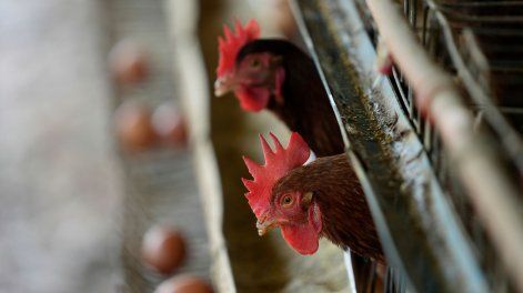 Uruguay y Argentina con gripe aviar: los dos países activan protocolos sanitarios.