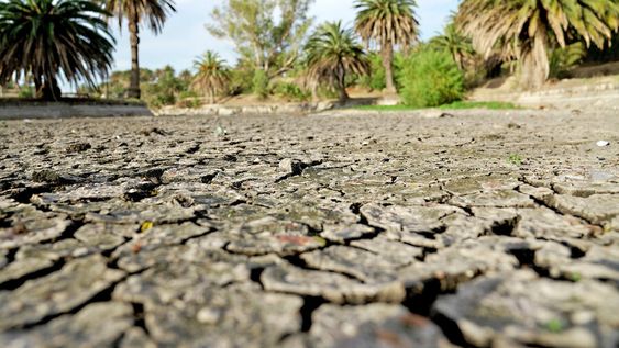 Sequía en el lago del Parque Rodó de Montevideo. Foto: Javier Calvelo / adhocFOTOS Sequía en el lago del Parque Rodó de Montevideo. Foto: Javier Calvelo / adhocFOTOS