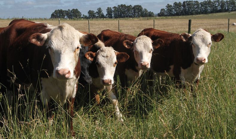 Algunas empresas de capitalización en ganado han enfrentado dificultades