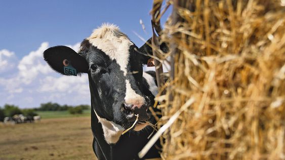 Un predio lechero de Colonia afectado por el déficit hídrico. Foto: Daniel Rodríguez / adhocFOTOS Un predio lechero de Colonia afectado por el déficit hídrico. Foto: Daniel Rodríguez / adhocFOTOS