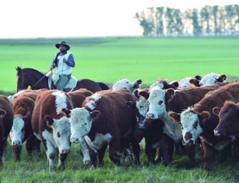 Cierra el 2025 con valores de exportación récord, tanto para la carne vacuna como para la ovina.&nbsp;&nbsp;