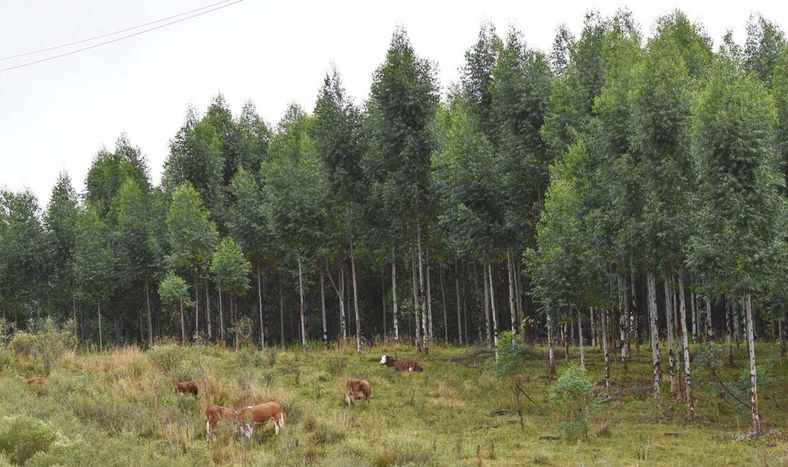 El diputado Menéndez planteó la importancia de ser claros para que los propios productores no se asusten cuando se habla de limitaciones