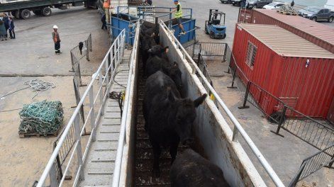 En lo que resta de este año está previsto&nbsp;que se carguen entre 40.000 y&nbsp;60.000 animales, todos para Turquía