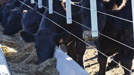Para atender la emergencia agropecuaria se licitaron aproximadamente 3.000 toneladas de ración para terneros y 7.000 toneladas de ración para mantenimiento