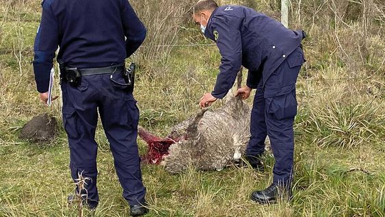 Ovinos del predio de la propia directora general del Ministerio de Ganadería fueron atacados por perros en la zona de Canelones