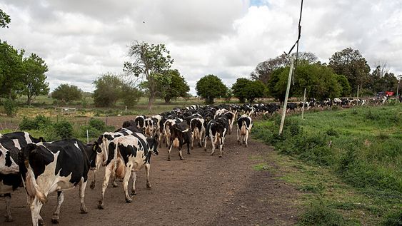 Vacas lecheras en un tambo, en Florida. Foto: Ricardo Antúnez / adhocFOTOS Vacas lecheras en un tambo, en Florida. Foto: Ricardo Antúnez / adhocFOTOS