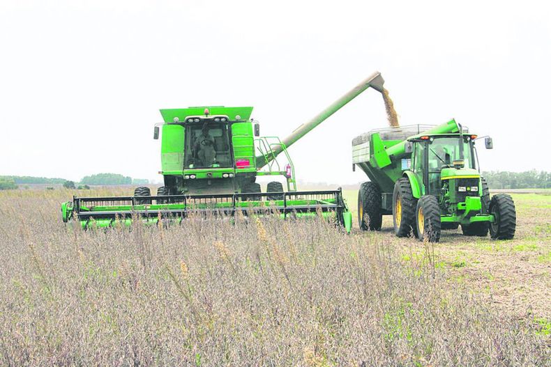 El actual gobierno aprobó más semillas transgénicas, como la soja y el maíz, que se expanden en el campo local. Foto: Nicolás Der Agopián / Búsqueda