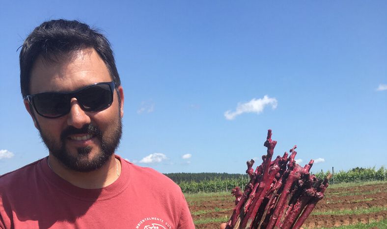 imagen de Llegó a Uruguay el único pariente reconocido del tannat: una variedad “casi desaparecida” que será objeto de análisis genético