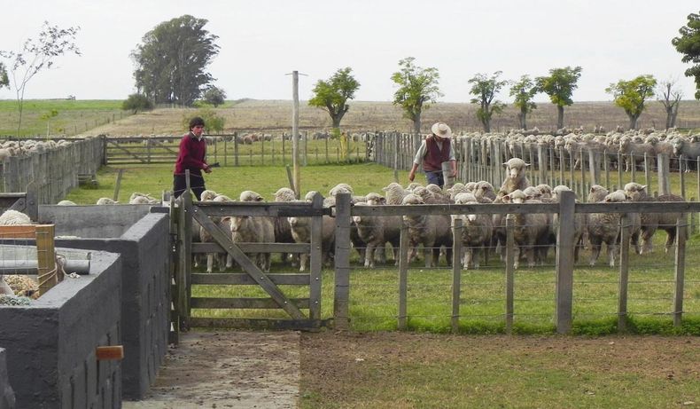 Se considera productor familiar a quienes explotan un predio de hasta 500 hectáreas índice Coneat 100, con ingresos nominales familiares inferiores a 14 BPC promedio mensual y residen a menos de 50 kilómetros del campo