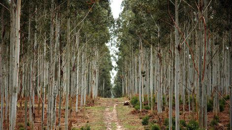 Foto: Ricardo Antúnez / adhocFOTOS