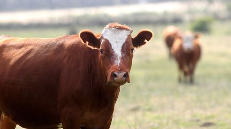 Vacas en campo de Canelones. Foto: Javier Calvelo / adhocFotos