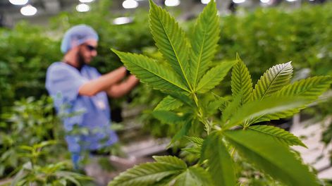 Búsqueda | Plantas de cannabis sativa en el Parque de las Ciencias en Canelones. Foto: Javier Calvelo, adhocFOTOS